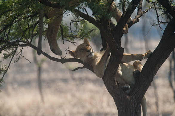 Serengeti Nationalpark, Tansania