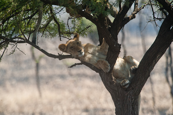 Serengeti Nationalpark, Tansania
