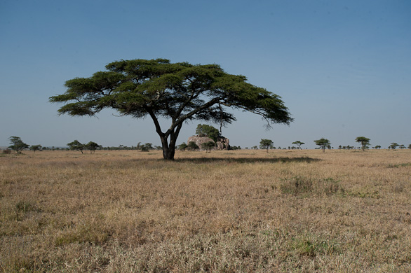 Serengeti Nationalpark, Tansania