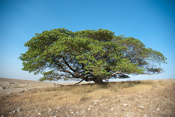 Serengeti Nationalpark, Tansania