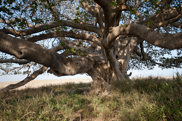 Serengeti Nationalpark, Tansania