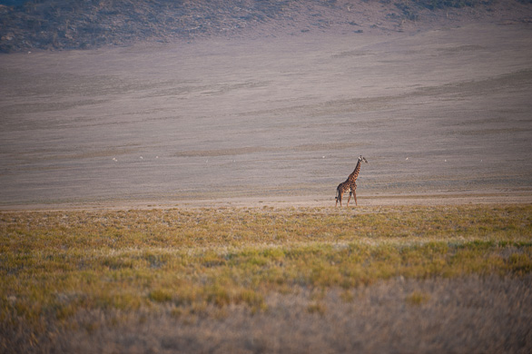 Serengeti Nationalpark, Tansania