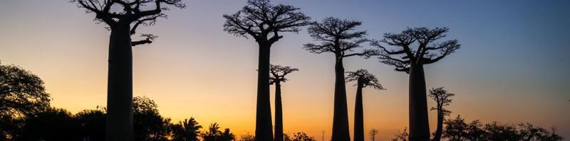 Diashow Fotografie Günter Lenz Baobaballee